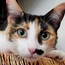 calico cat